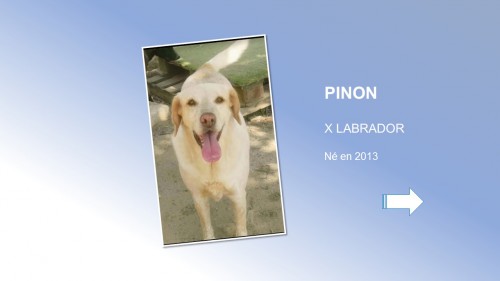 PINON01